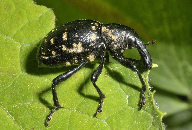 Curculionidae da det